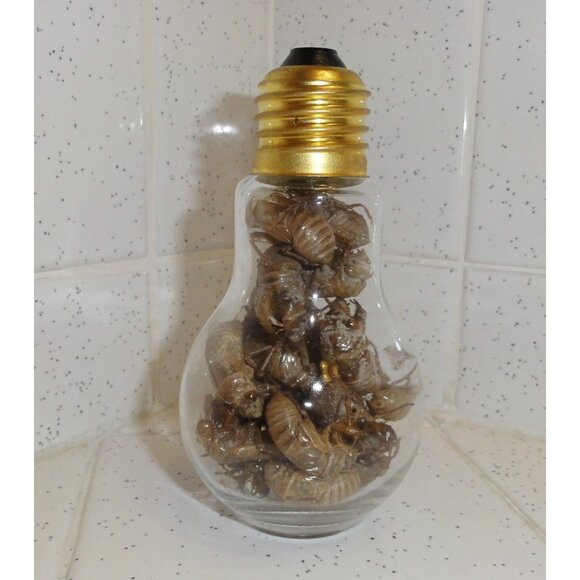 Glass Lightbulb Jar full of 27 Cicada Skins oddity curiosity goth taxidermy - Picture 11 of 16